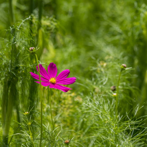 flor natura verd