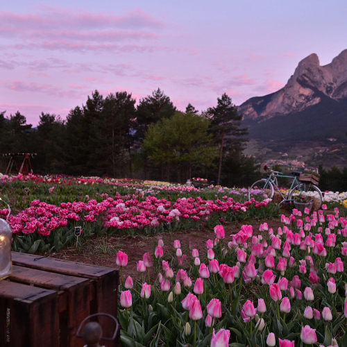 Tulipes Pedraforca